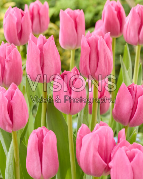 Tulipa Ramblas