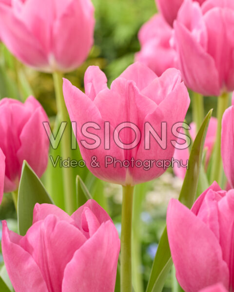 Tulipa Ramblas