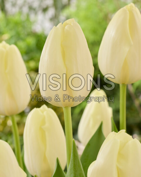 Tulipa Moonball