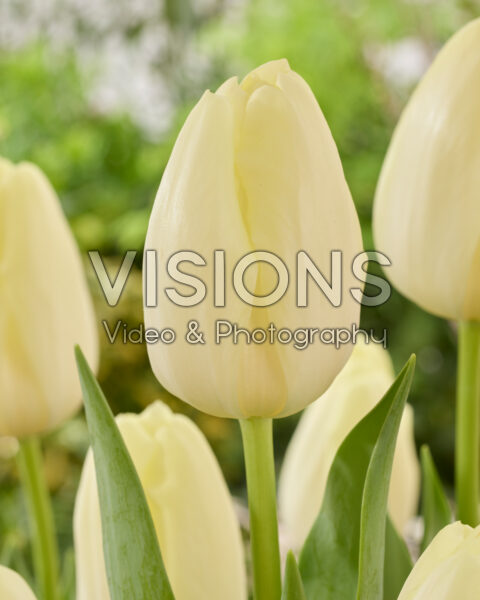Tulipa Moonball Tulipa Moonball