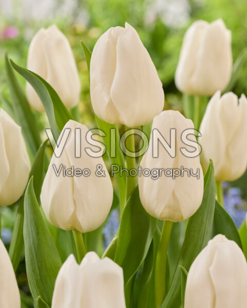 Tulipa Nigeria