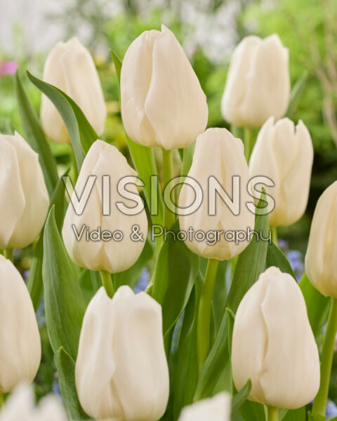 Tulipa Nigeria