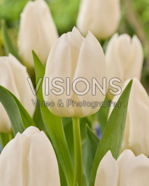 Tulipa Nigeria