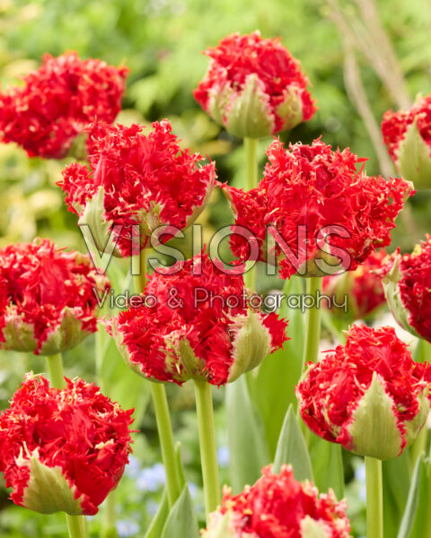 Tulipa Thunderstruck Tulipa Thunderstruck