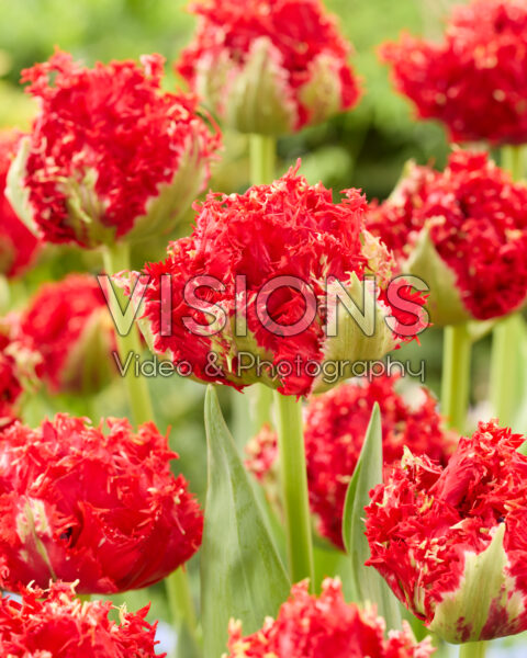 Tulipa Thunderstruck