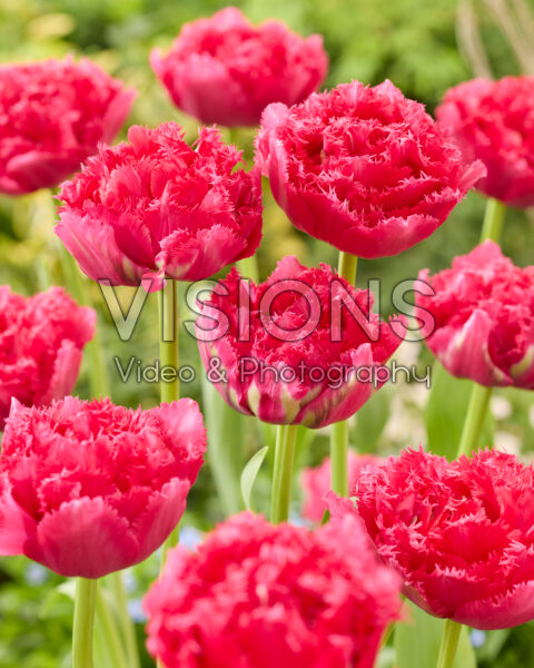 Tulipa Wind of Change