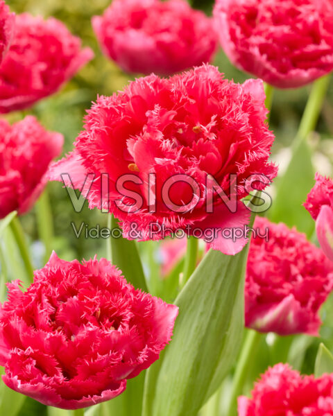 Tulipa Wind of Change