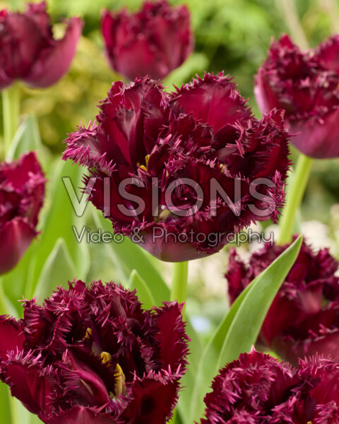 Tulipa Paint it Black