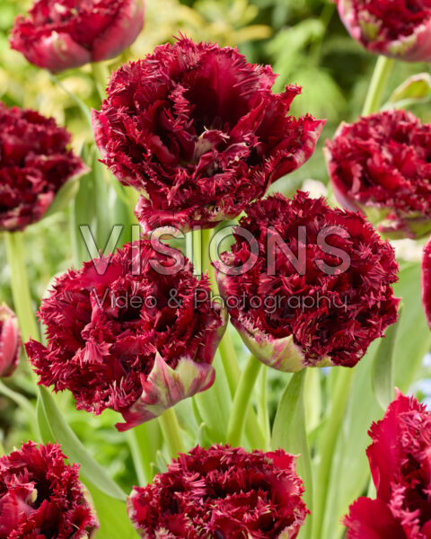 Tulipa Titanium Tulipa Titanium