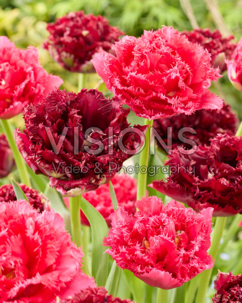 Tulipa Titanium, Wind of Change