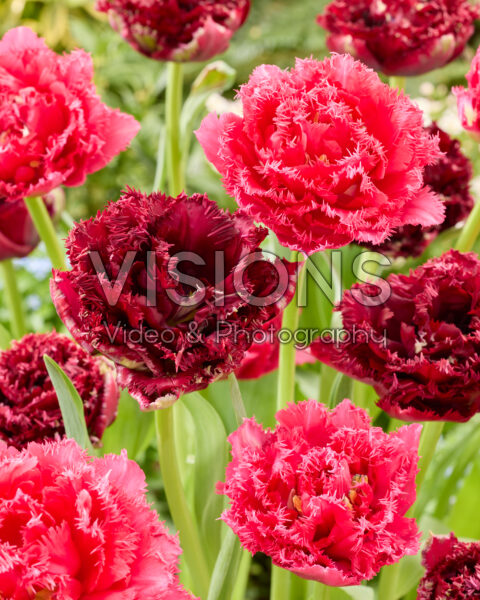 Tulipa Titanium, Wind of Change