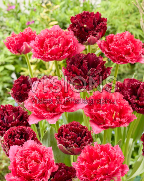 Tulipa Titanium, Wind of Change