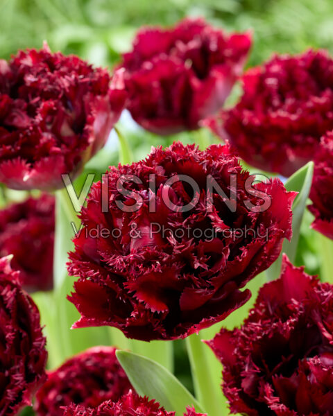 Tulipa Titanium Tulipa Titanium