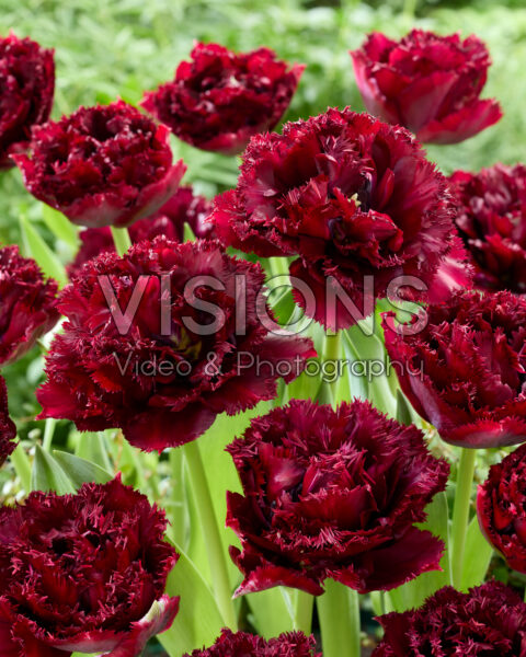 Tulipa Titanium