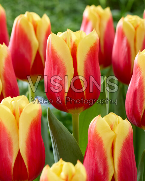 Tulipa Downforce