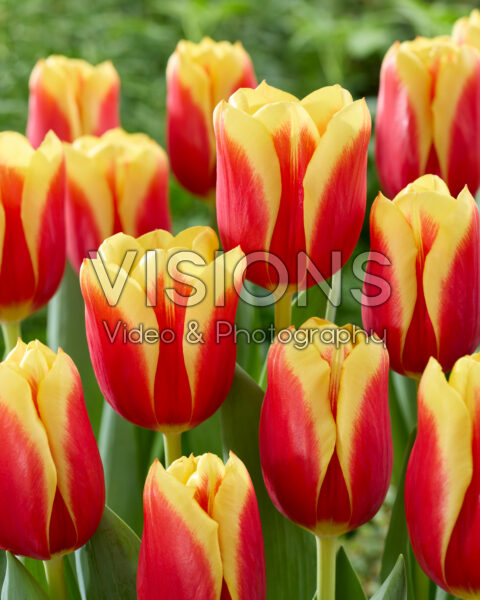 Tulipa Downforce Tulipa Downforce
