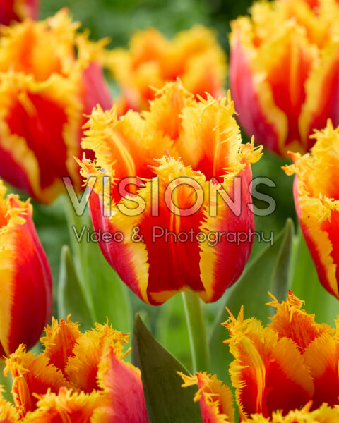 Tulipa Hardwell