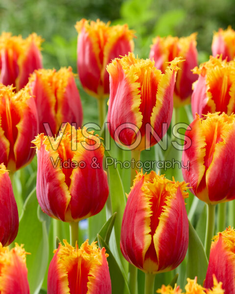 Tulipa Hardwell