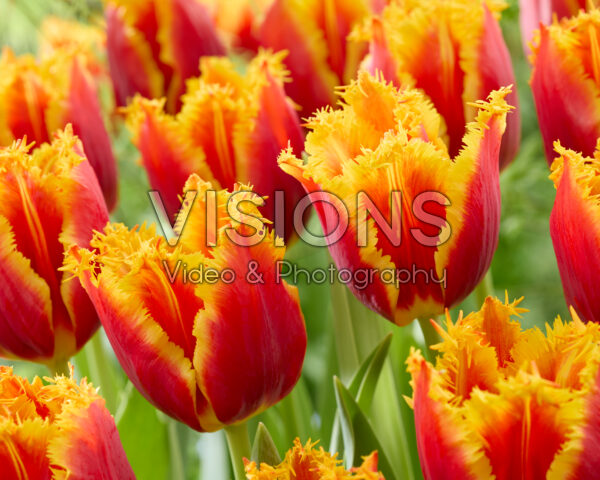 Tulipa Hardwell Tulipa Hardwell