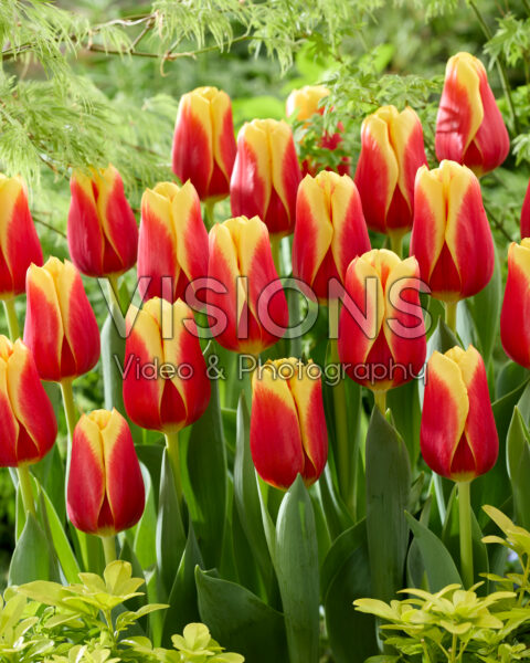 Tulipa Downforce