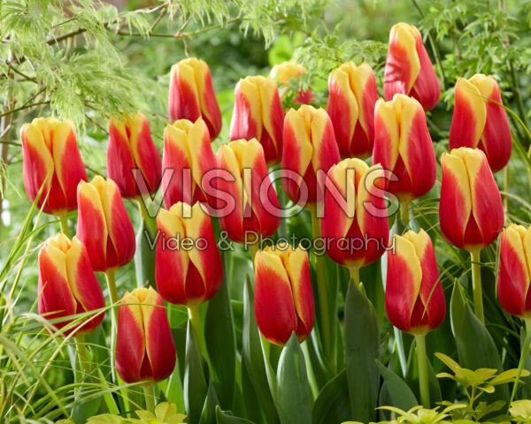 Tulipa Downforce Tulipa Downforce