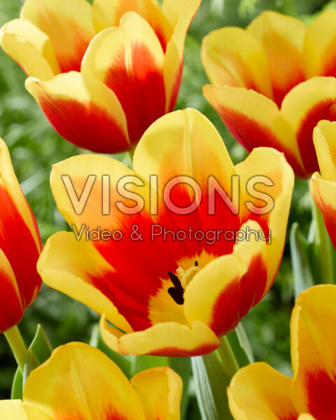 Tulipa Downforce