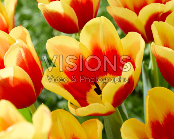 Tulipa Downforce