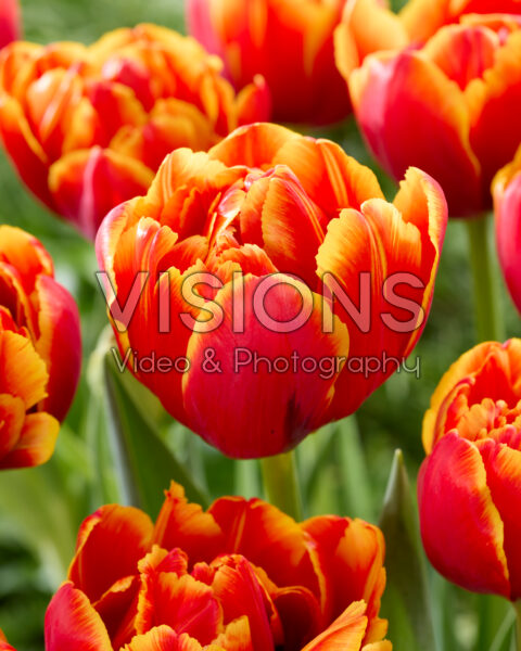 Tulipa Campello