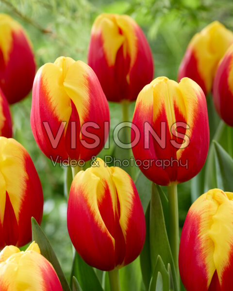 Tulipa Nibbit