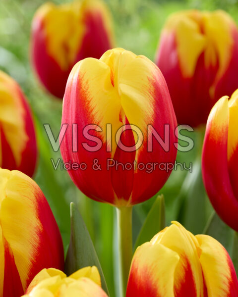 Tulipa Nibbit