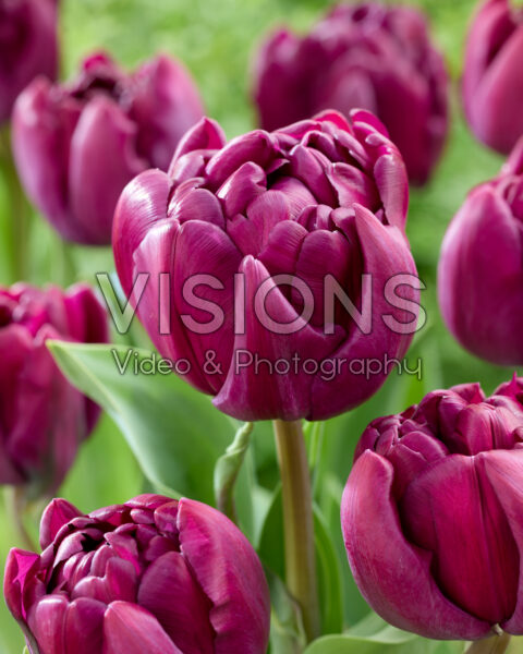 Tulipa Purple Magic