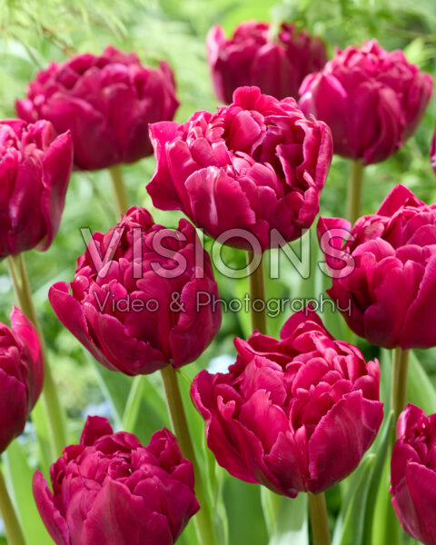 Tulipa Azzurri