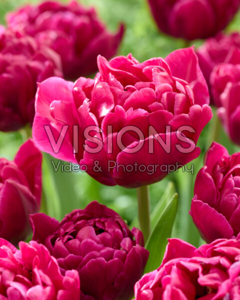 Tulipa Azzurri