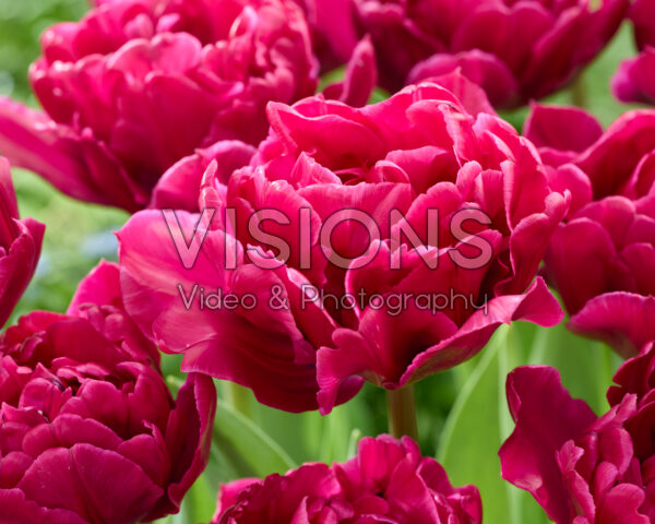 Tulipa Azzurri Tulipa Azzurri