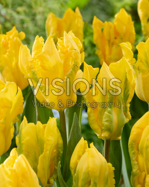 Tulipa Gold Race