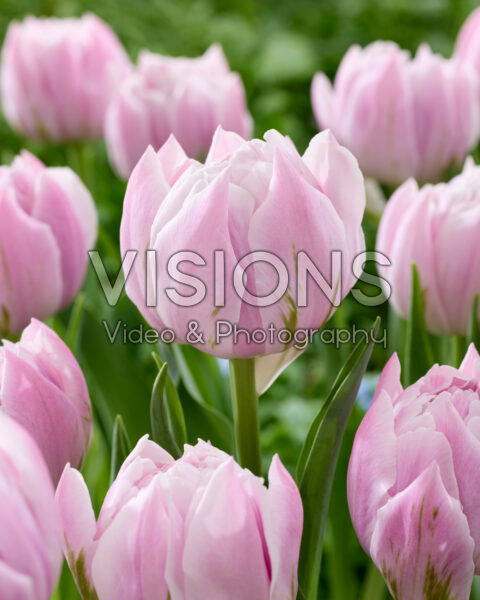 Tulipa Almeria Tulipa Almeria