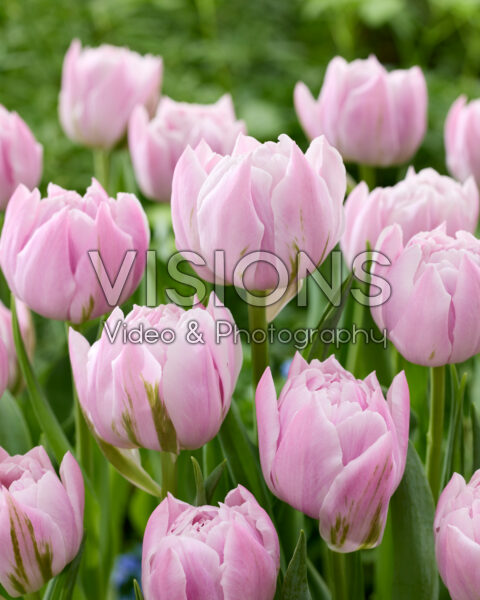 Tulipa Almeria Tulipa Almeria