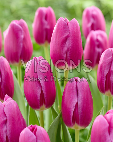 Tulipa Purple Sunset Tulipa Purple Sunset
