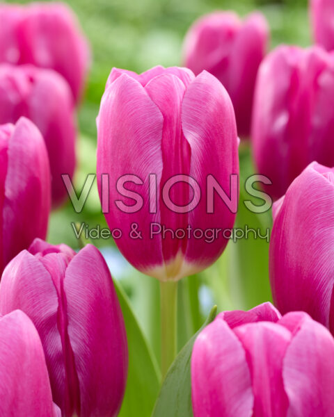 Tulipa Purple Sunset