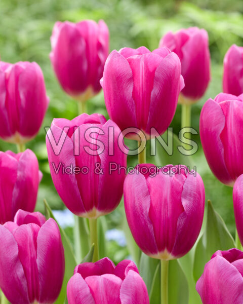 Tulipa Purple Sunset