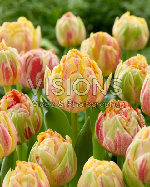 Tulipa Sprinkle Dip