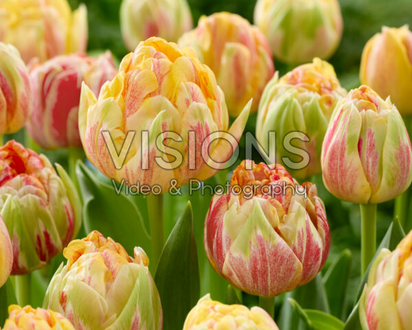 Tulipa Sprinkle Dip