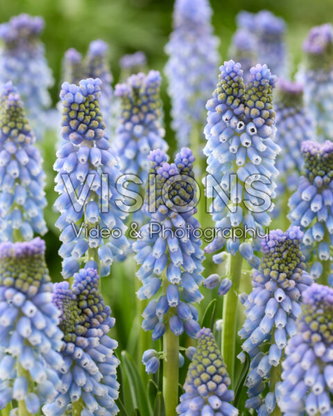 Muscari Azizi