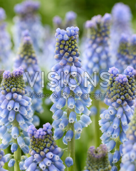 Muscari Azizi