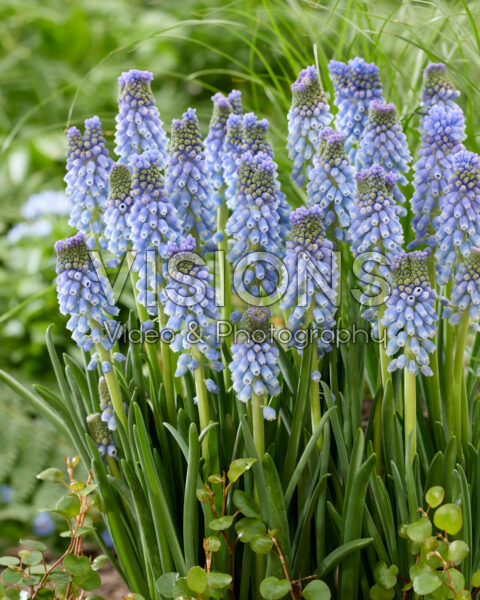 Muscari Azizi
