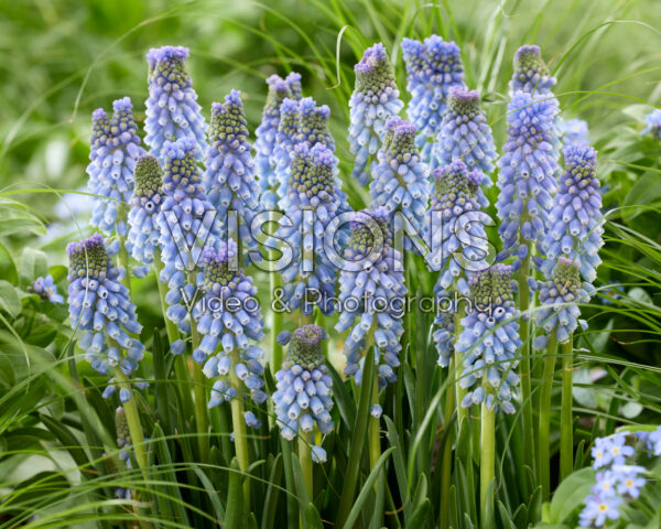 Muscari Azizi