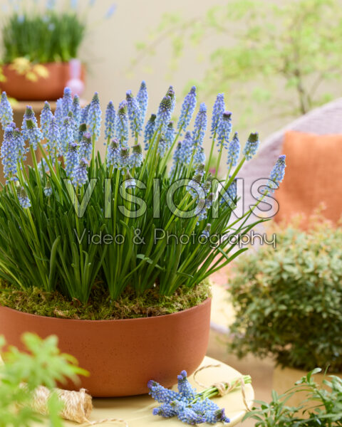 Muscari Azizi