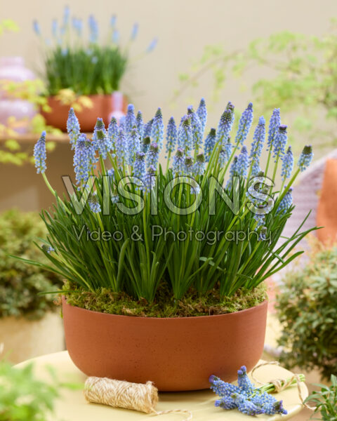Muscari Azizi