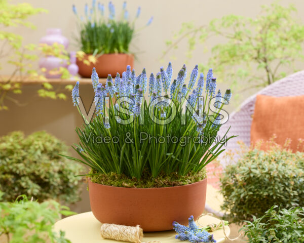 Muscari Azizi