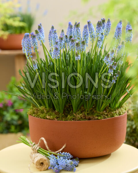 Muscari Azizi